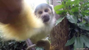 Con khỉ ở sở thú London tự chụp ảnh. Ảnh: Newsflare