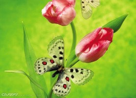 Những bức ảnh về loài bướm đẹp .