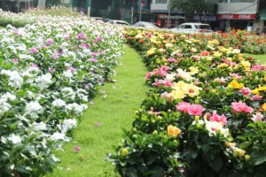 Bãi xe khủng Công trường Lam Sơn (P.Bến Nghé, Q.1, TP.HCM) sau khi giải tỏa đã được xây dựng thành công viên hoa kiểng tươi đẹp.