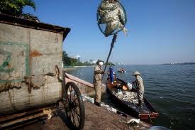 Hình minh hoạ. Công nhân vệ sinh vớt cá chết trên hồ Tây bị ô nhiễm ở Hà Nội hôm 3/10/2016