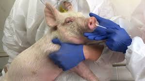 Trung Quốc phát hiện loại cúm lợn mới có thể gây đại dịch
