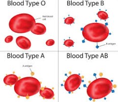 Tại sao mỗi người có nhóm máu khác nhau?
