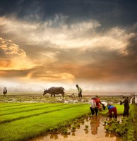 ĐỪNG CẬY VÀO SỨC NGƯỜI SỨC TRÂU