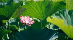 TÌNH YÊU LÀ LỰC HÚT CỦA CẢM XÚC, BAO DUNG LÀ CHIỀU CAO CỦA TRÍ TUỆ