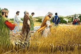 TRẢ LẠI CHO LUẬT Ý NGHĨA ĐÍCH THỰC: TỰ DO TRONG TÌNH YÊU VÀ LÒNG THƯƠNG XÓT