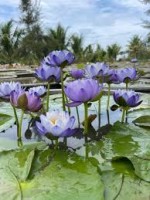 BÓNG TỐI SAU CÙNG VÀ NGỌN ĐÈN TỈNH THỨC: CUỘC CHIẾN CỦA NIỀM TIN TRONG LÒNG ĐỜI ĐAU KHỔ