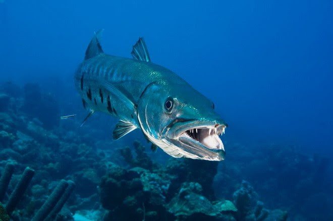 Cá Barracuda (hay cá nhồng) dù không tấn công con người nhưng bộ răng của chúng vẫn gây cho chúng ta nỗi ám ảnh. (Nguồn: Design Pics)
