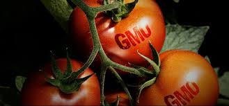 Sinh vật biến đổi gene (GMO): Cơ hội lớn trở thành mối nguy hiểm