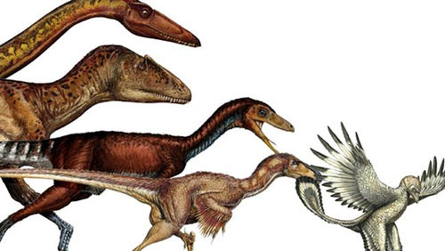 Quá trình thu nhỏ của loài khủng long để biến thành chim - Ảnh: Reuters