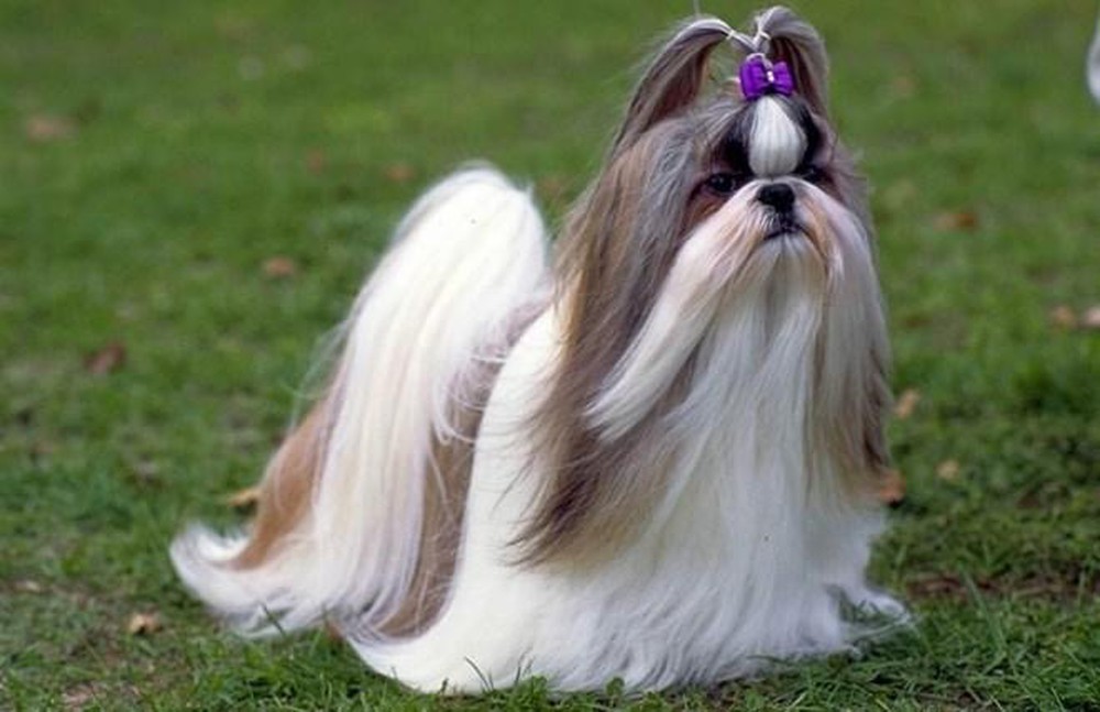 18 loài chó có bộ lông đặc biệt.