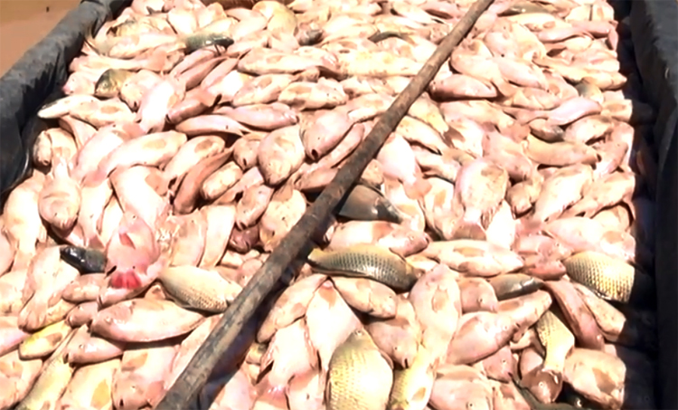 330 tấn cá chết sau cơn mưa ở Đồng Nai ​