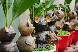 Bonsai dừa 'kỳ lạ' có hình chuột, làm ngàn cây vẫn 'cháy hàng' dịp Tế
