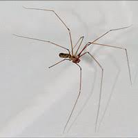 Đừng giết nhện mà hãy cảm ơn, vì chúng đã xuất hiện trong nhà của bạn.